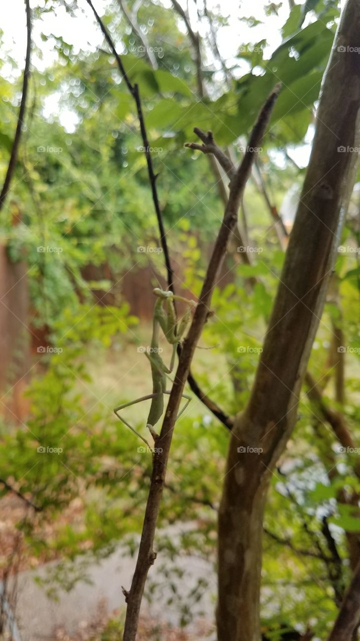 praying mantis💙