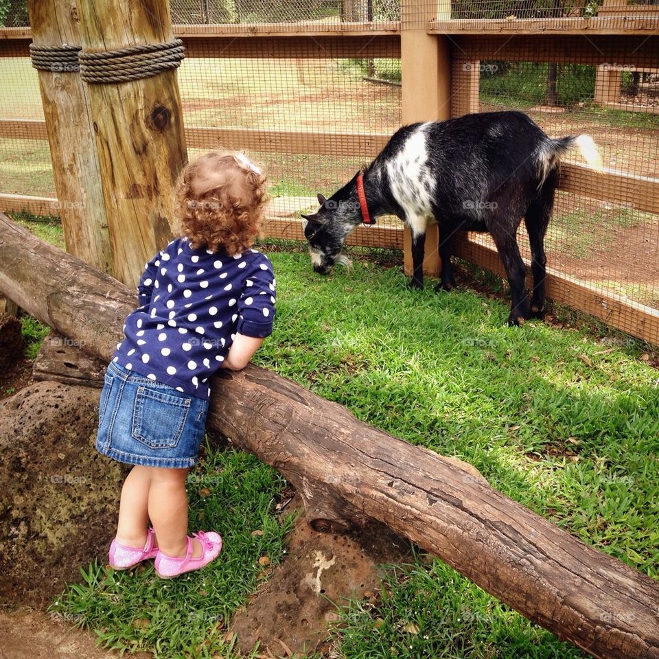Petting Zoo