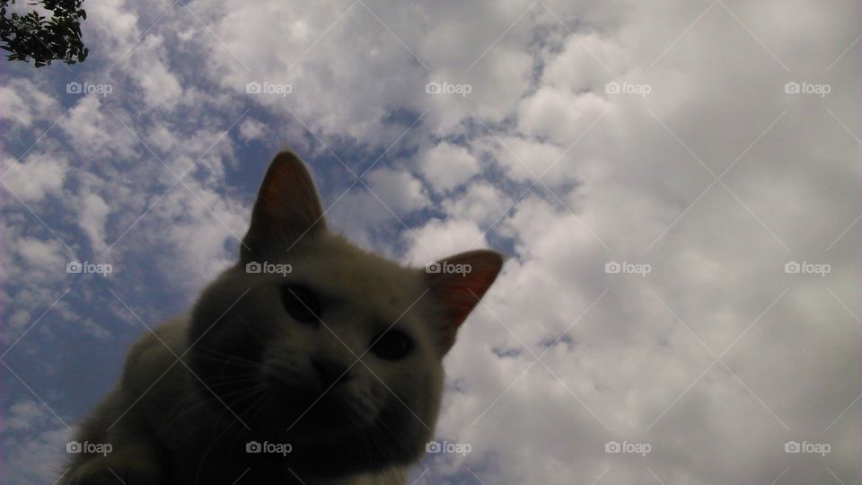 cat from above