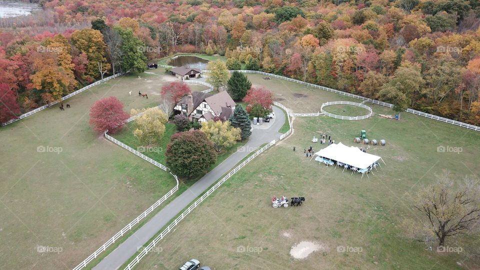 Wedding on a farm horse drawn carriage 