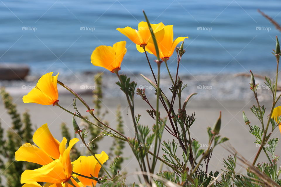 Poppy by  the coast