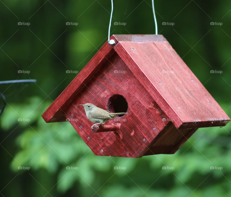 Just a Bird and It’s Birdhouse