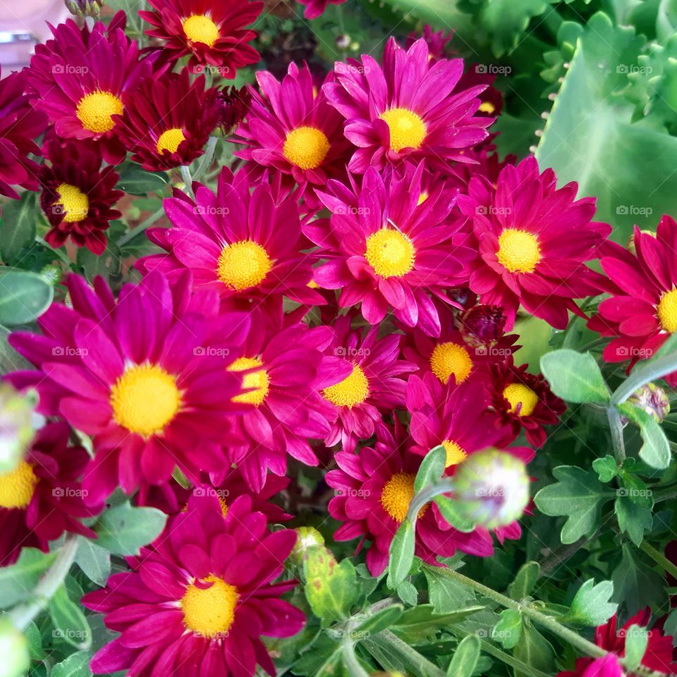 Cores no Jardim que recebe aos visitantes com alegria.