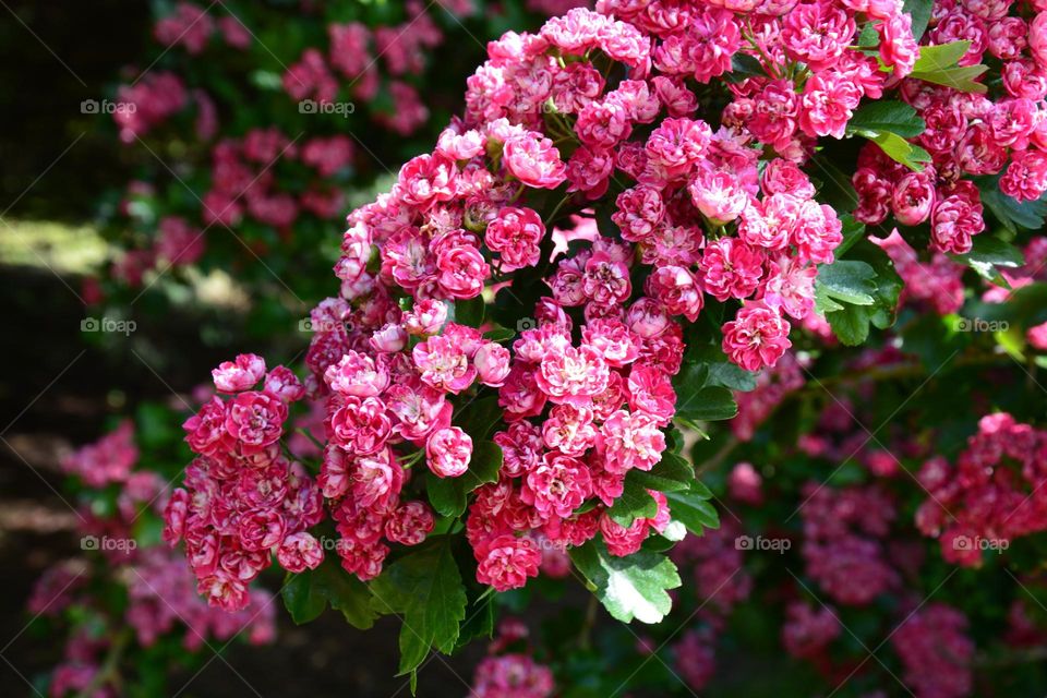 Beautiful cherry blossom in bloom