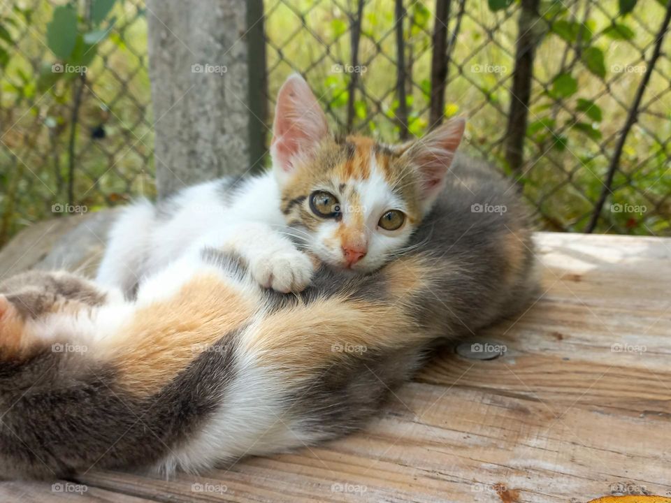 cute kitten lies on his mommy cat.