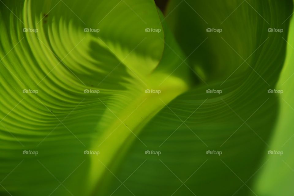 Close-up of green leaf background