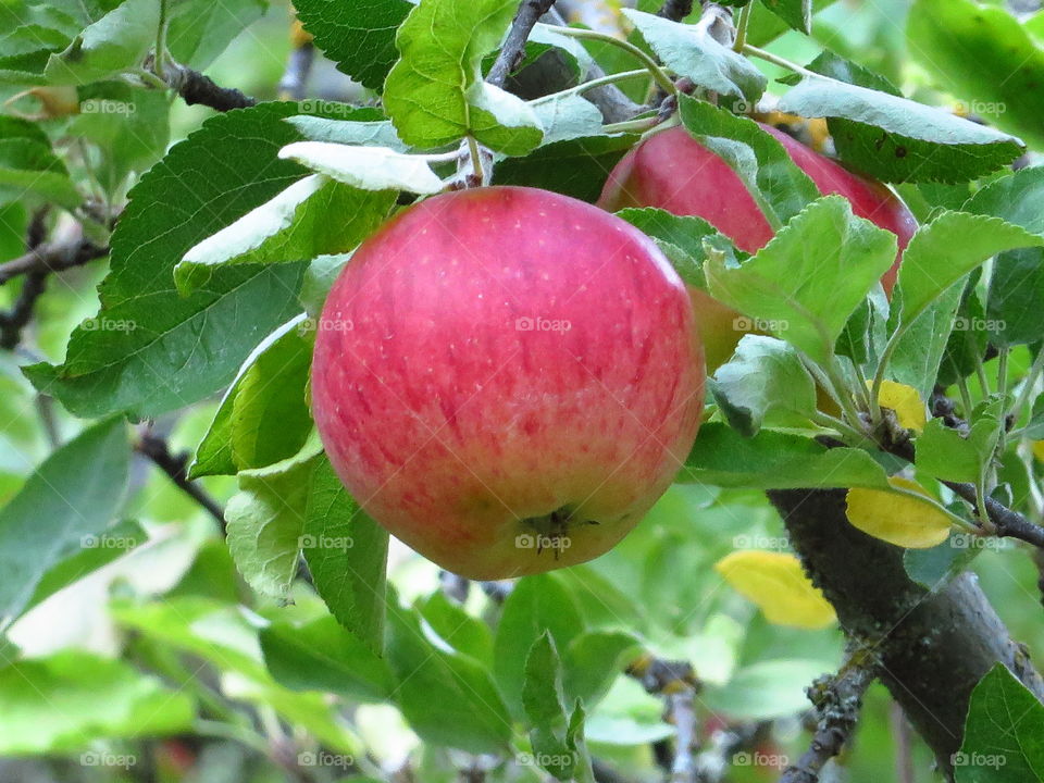 Apple fruits hanging on tree