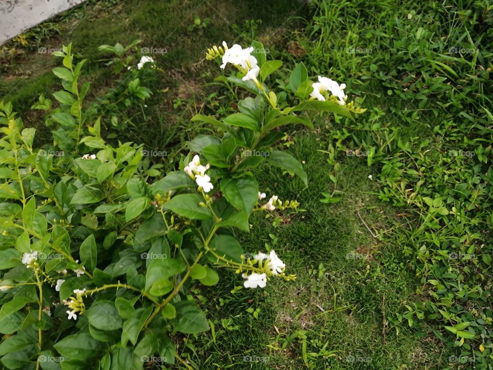 White flower