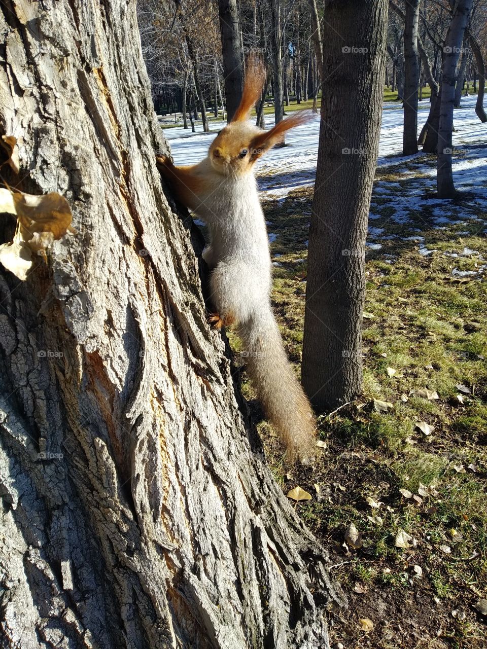 Squirrel