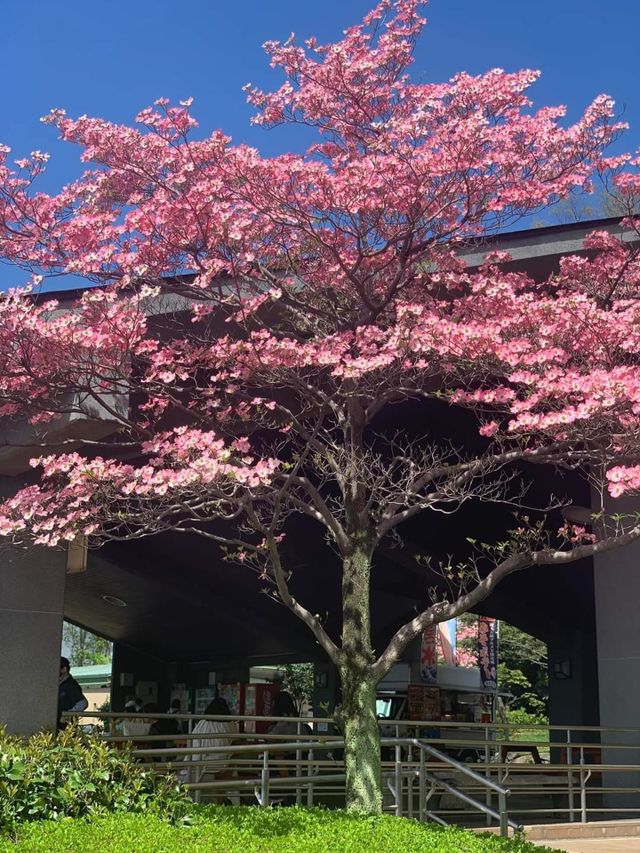 pink tree
