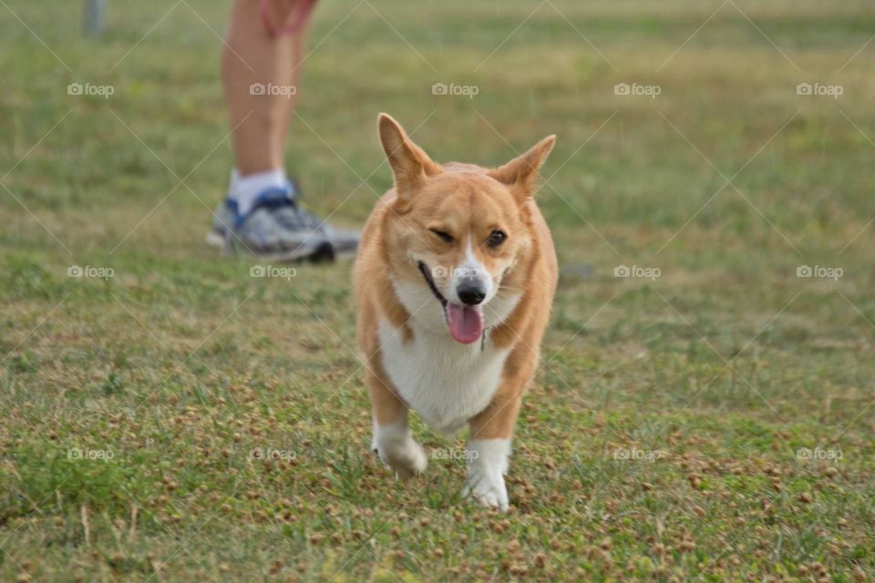 Winking Corgi 
