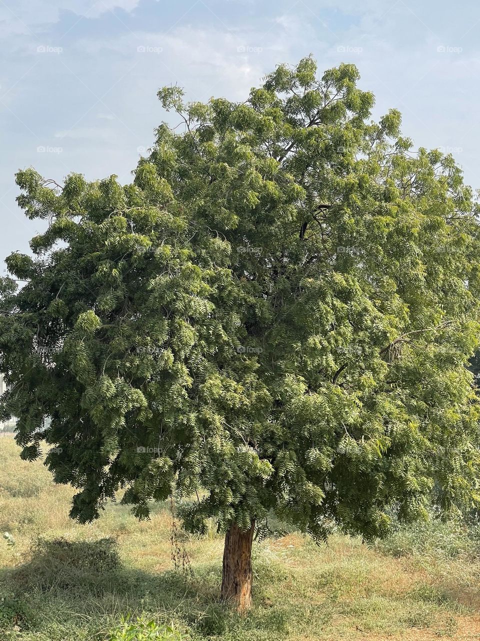 Tree, limdeka tree,green alon tree