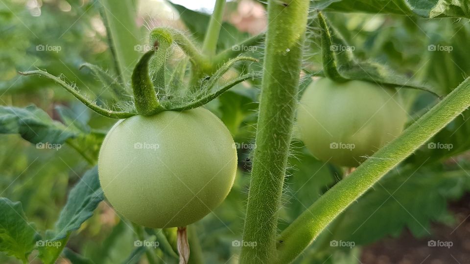 Tomato plant _ Nature of Morocco