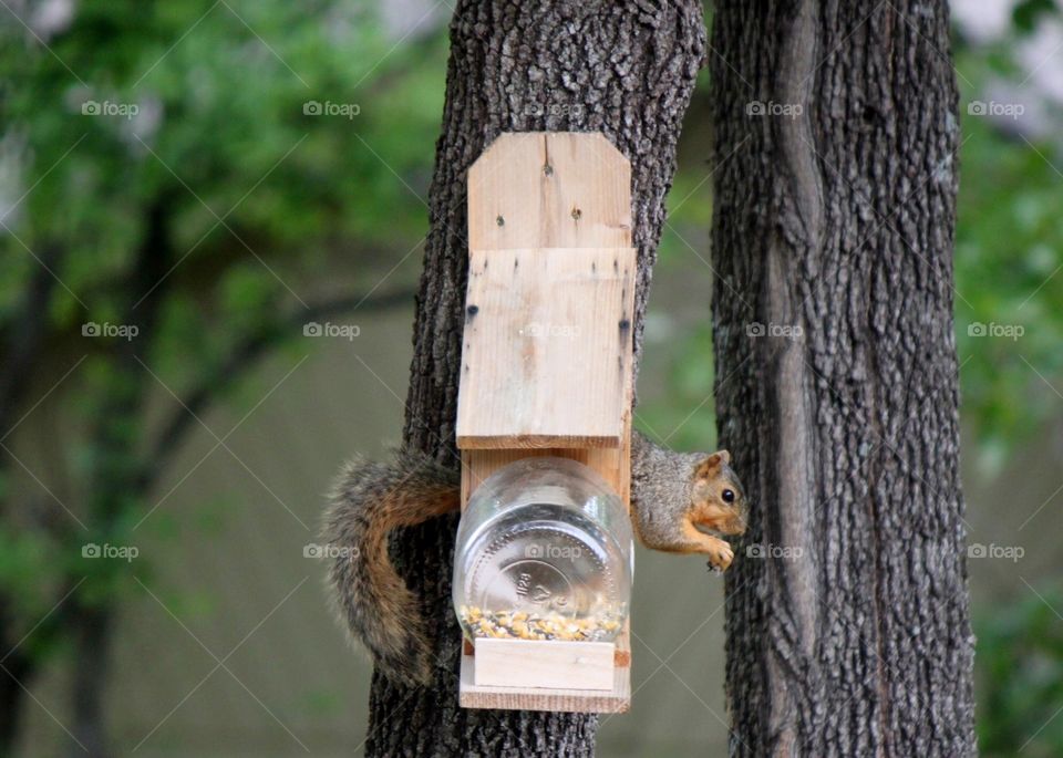 Squirrel at the Feeder . Squirrel in a box! 