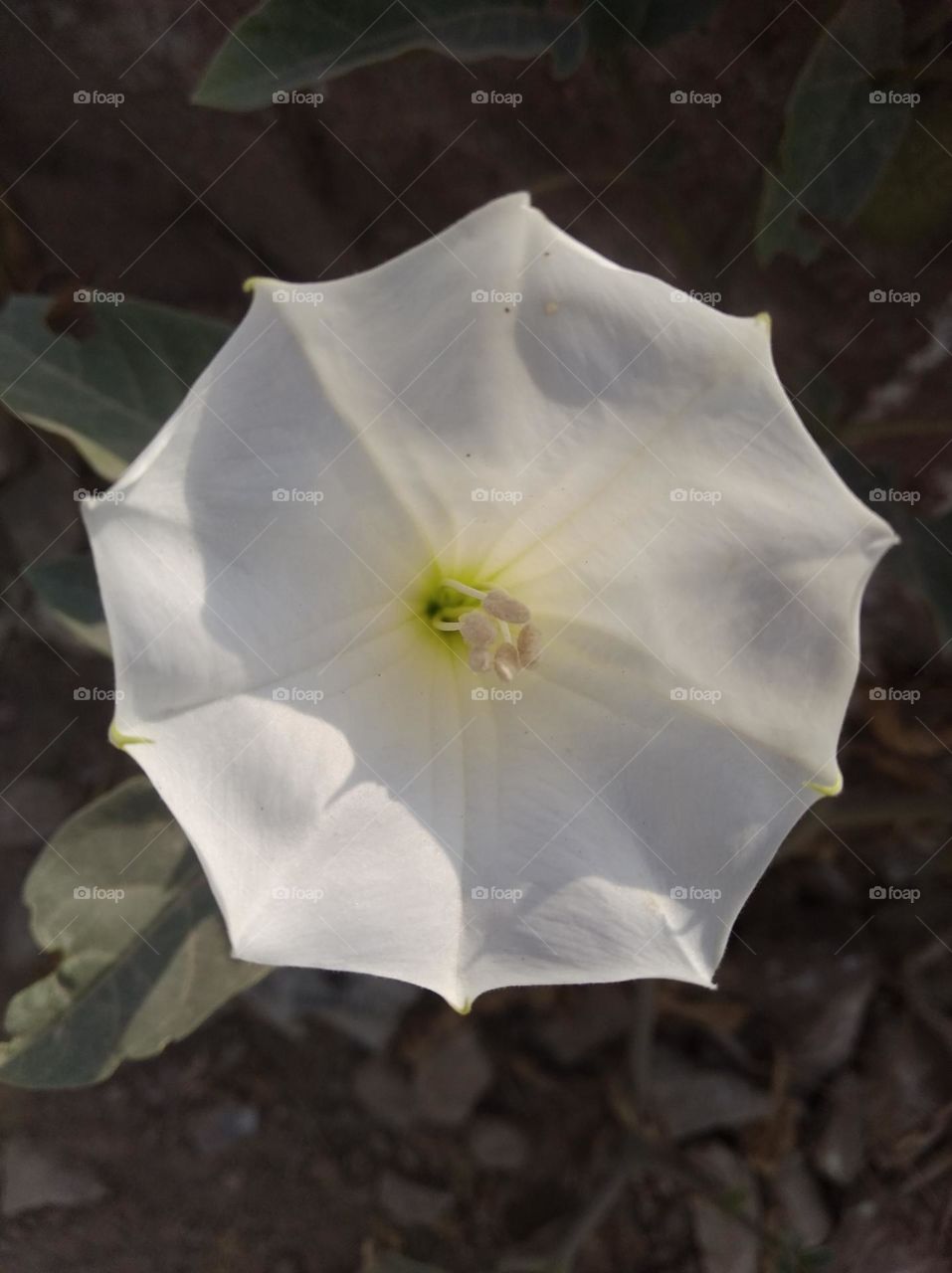 the Datura Flower white in colour looks very beautiful generally found everywhere fresh seasonal