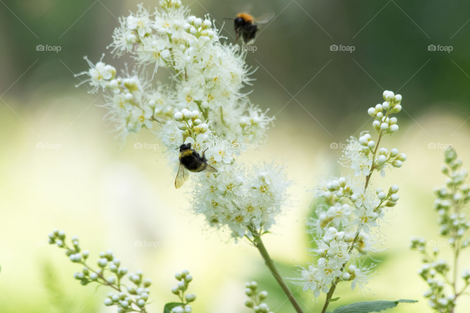 Bumblebees enjoying flowers in June 