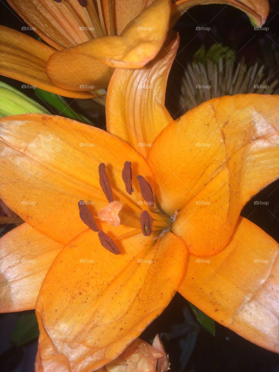 Beautiful orange !