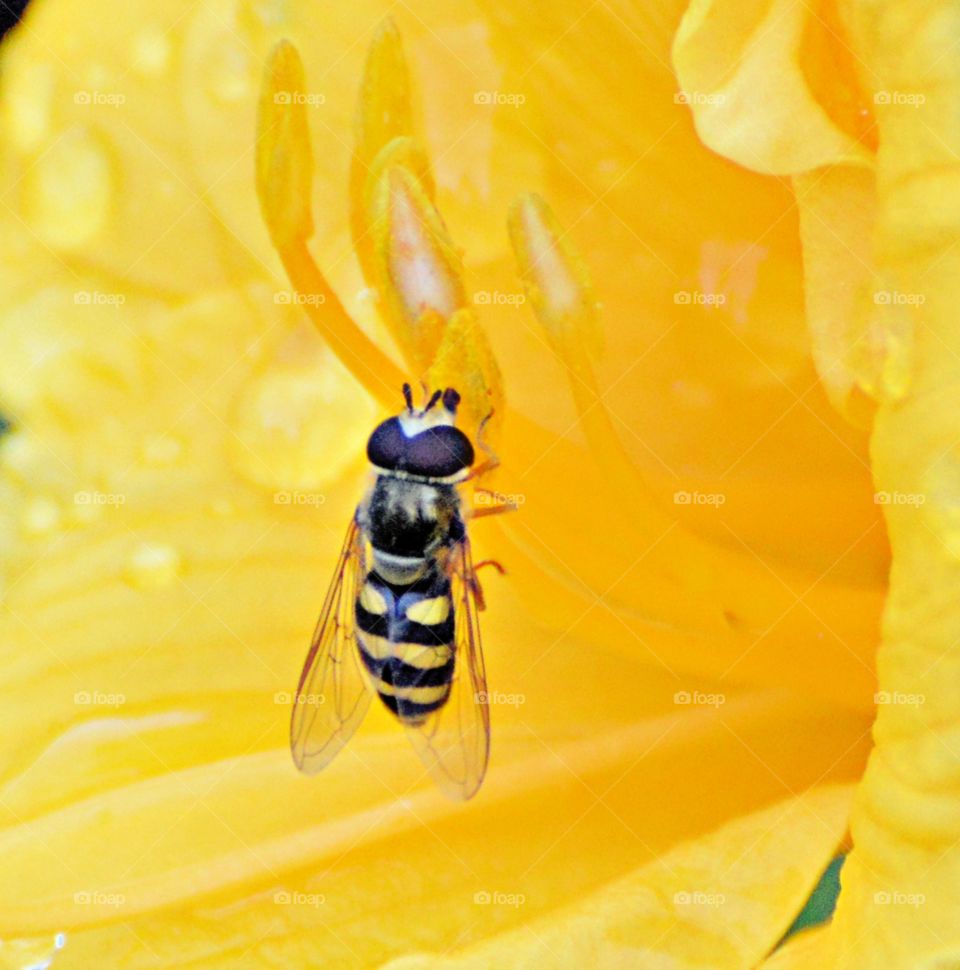 black and yellow 🐝 drinking a water drop from a yellow flower