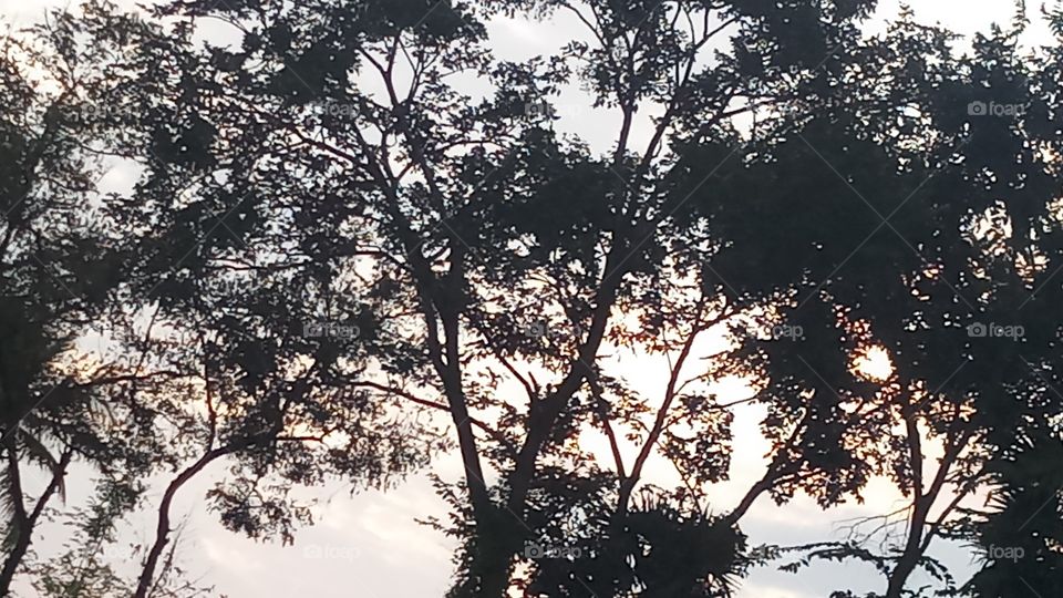 This click is very very beautyfull tree backround is sunset