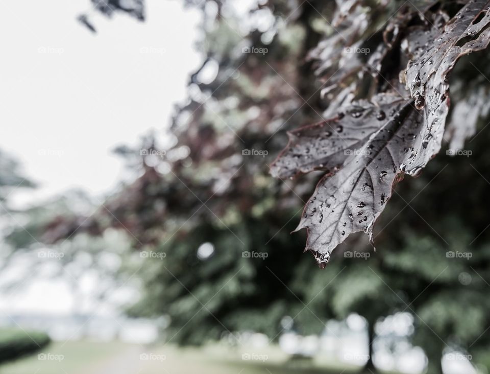 Morning after the rain