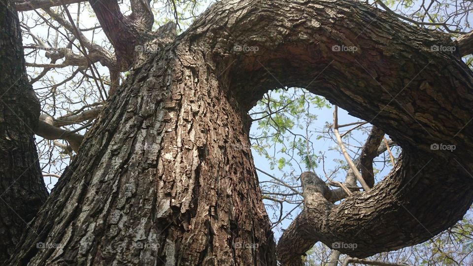 India near Puducherry barathi park tree