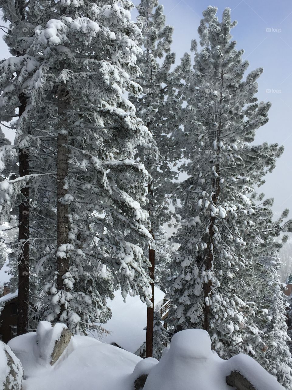 Fresh snow on trees