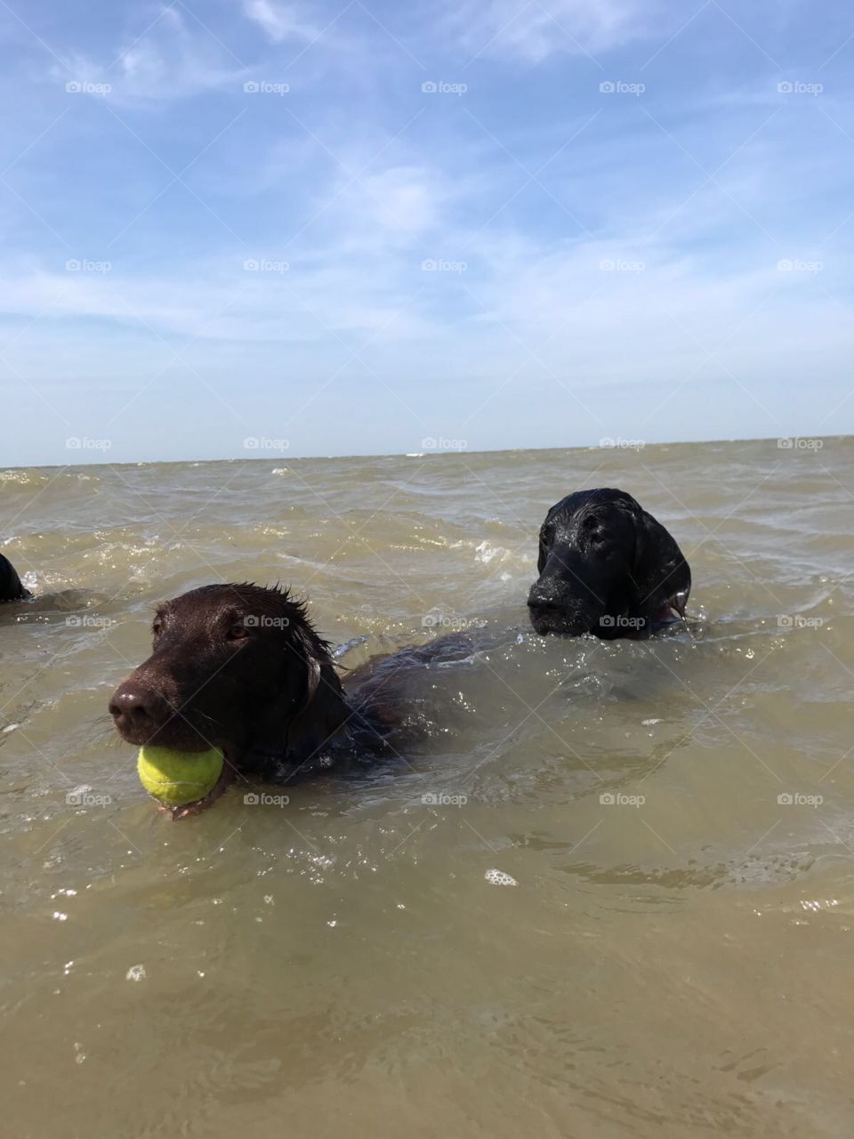 Flatcoats swimming in the sea 