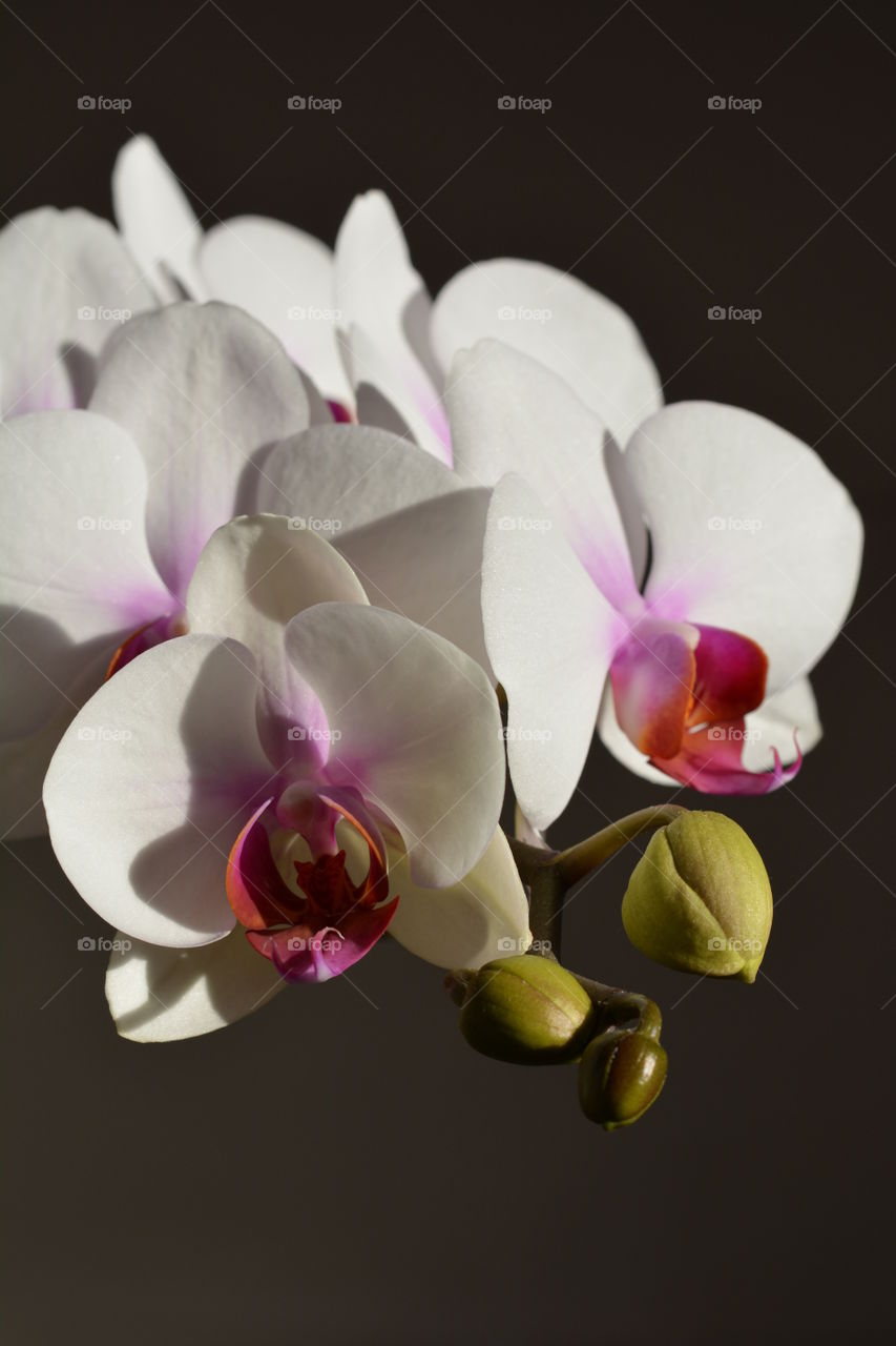 white orchid flower house plants love