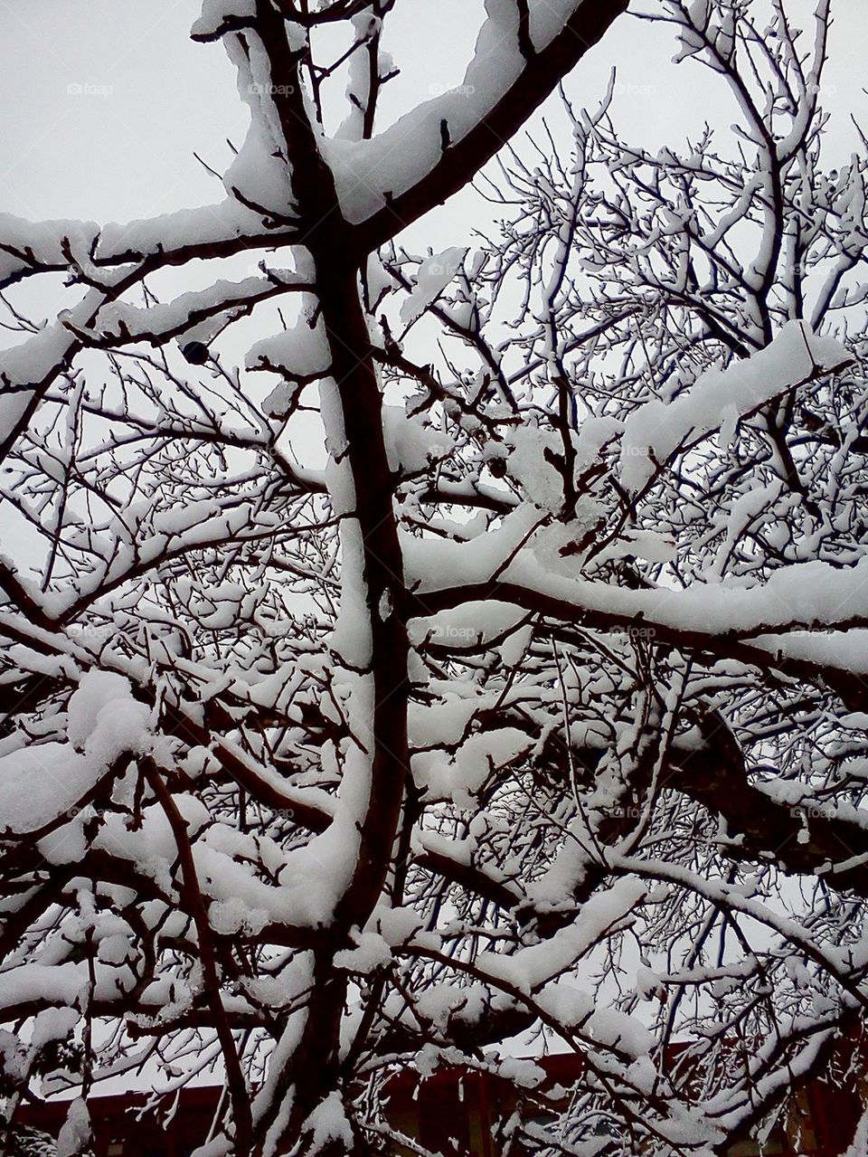 snow branches