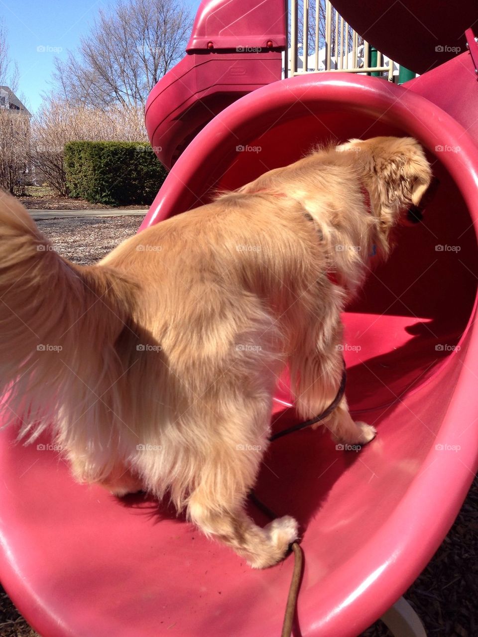 Dog on slide