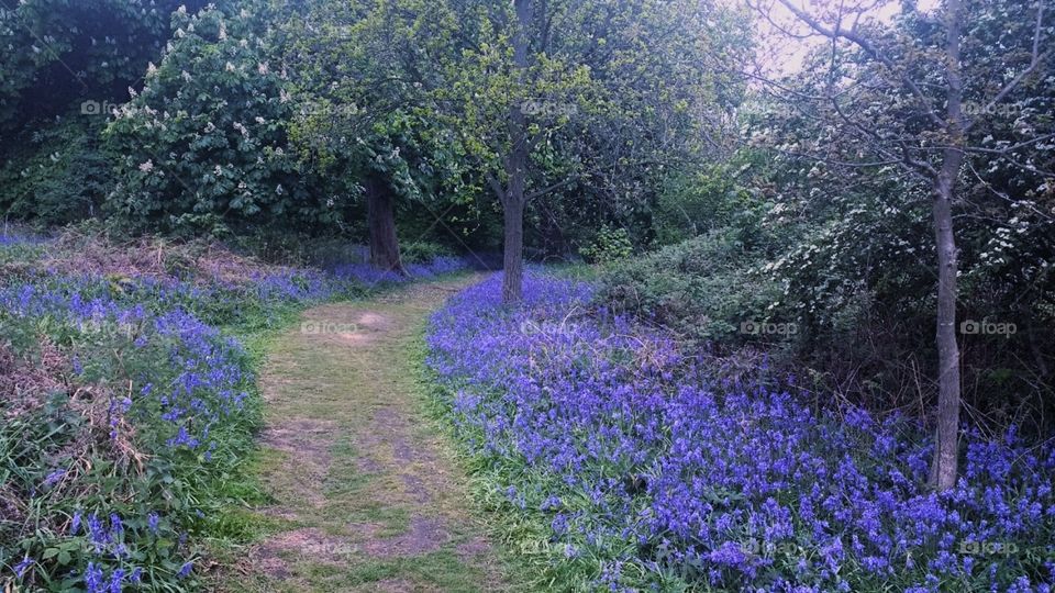 pathway into a bluebell woods