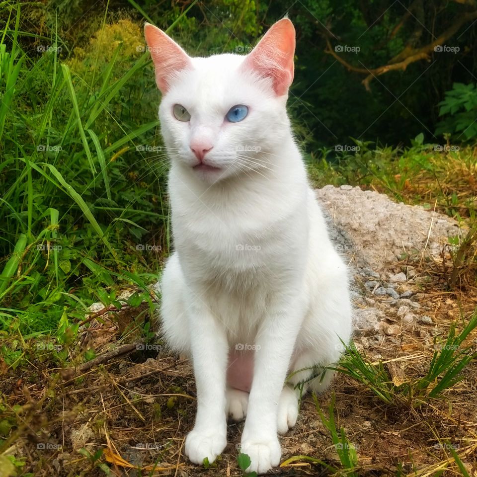 gato branco