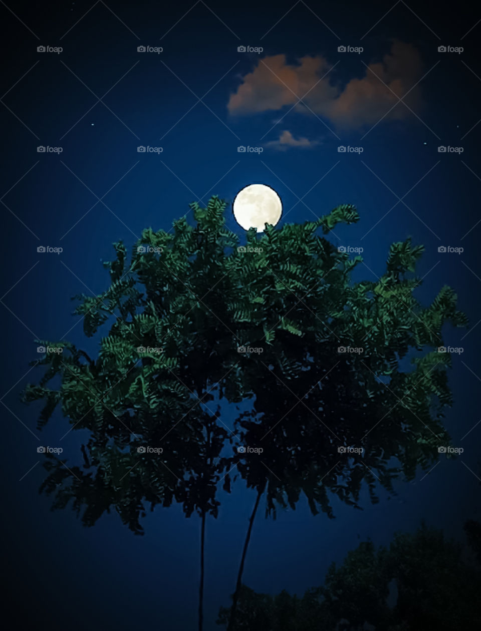 moon on the tree