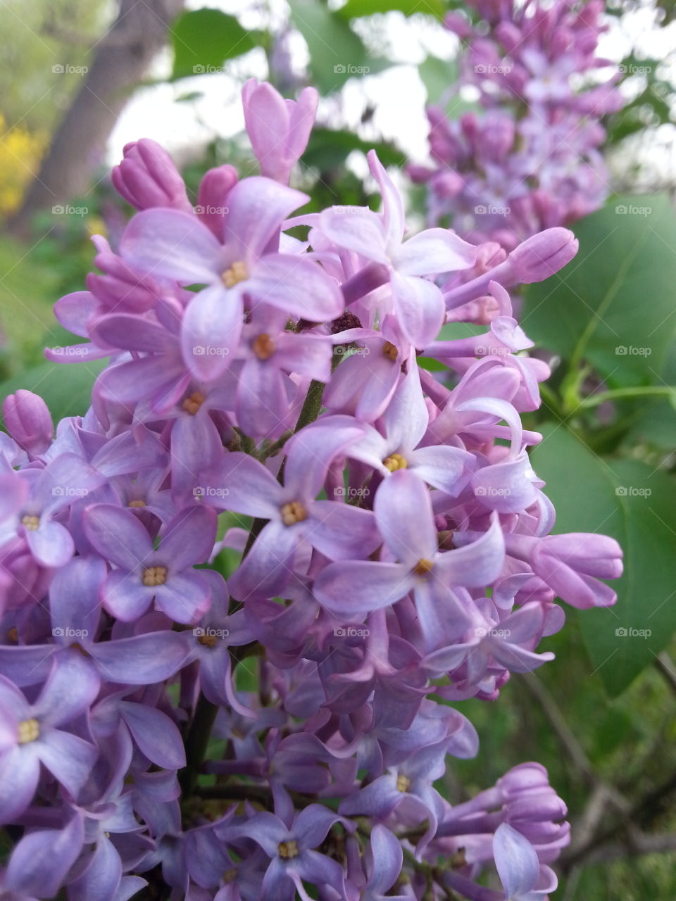 Lilacs 2. Lilacs in early spring.