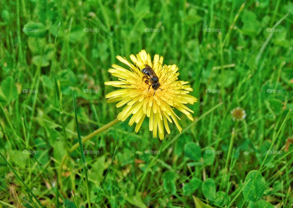 Summer Flower - Dandelion and Bee