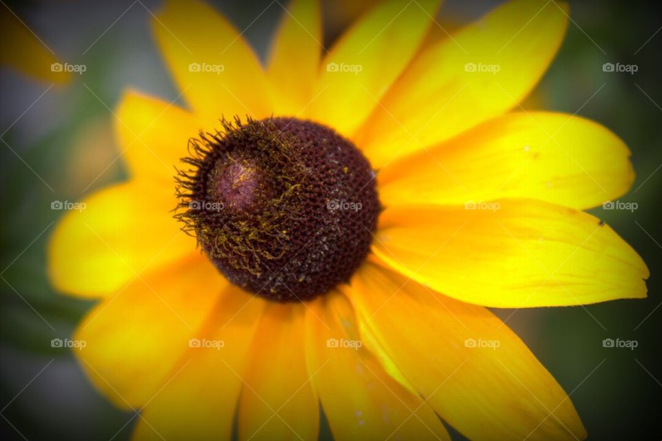 Closeup of the eye of the flower. 