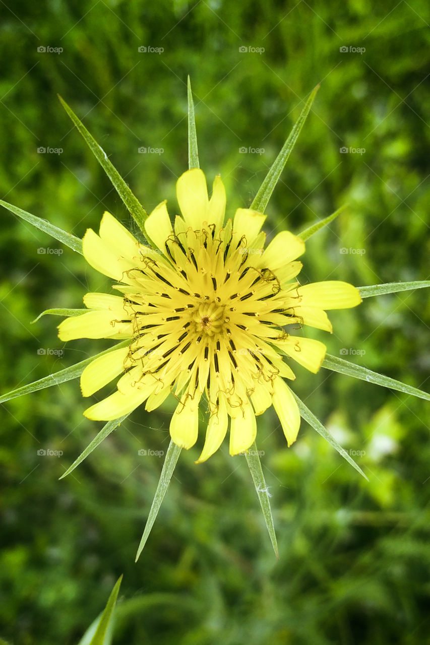 yelow grin flo