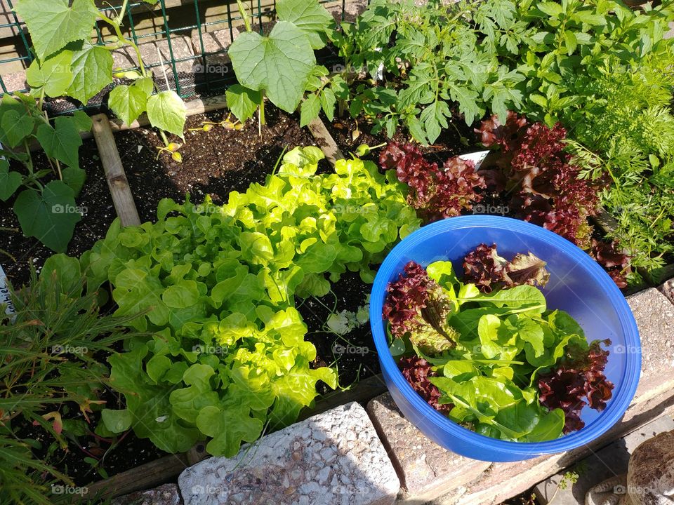 carbohydrate arm fresh lettuce from owm garden