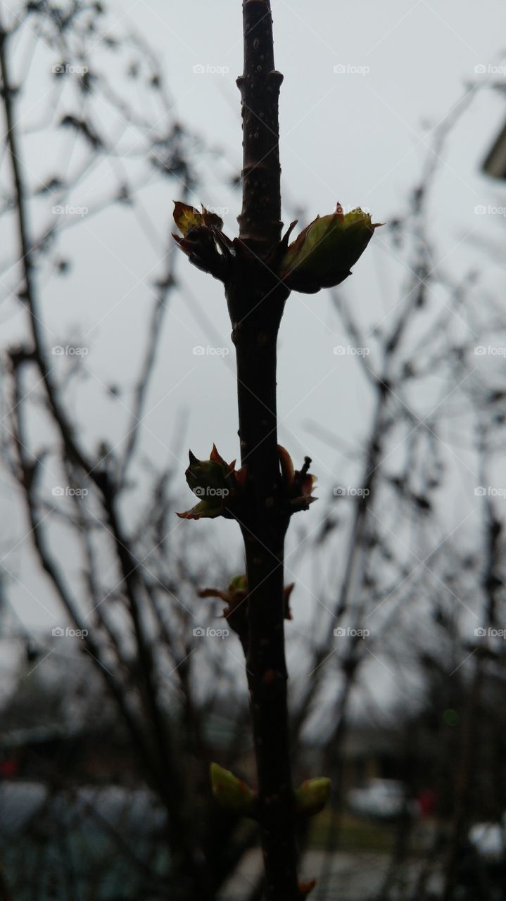Lilac buds silhouetted against a rainy gray sky