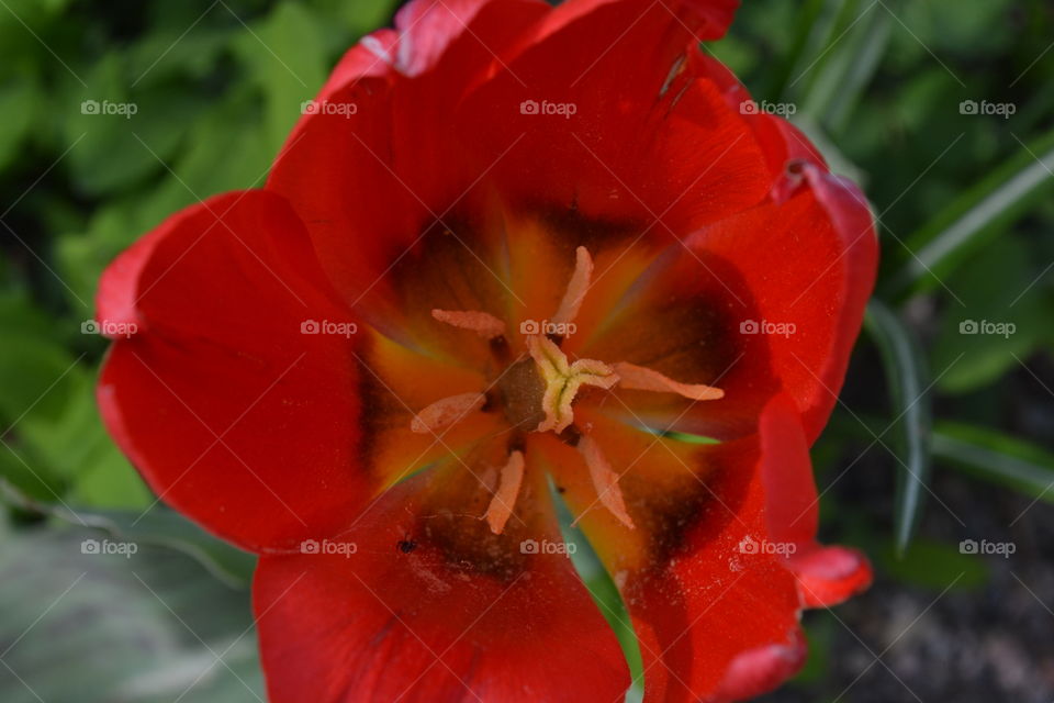 Close-up of red flower