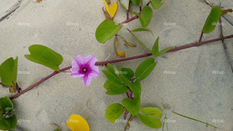 Purple flower with freen leaves on sea sans