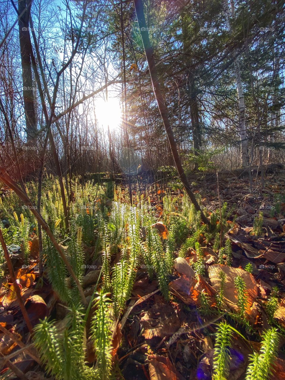 Sunlight in the forrest 