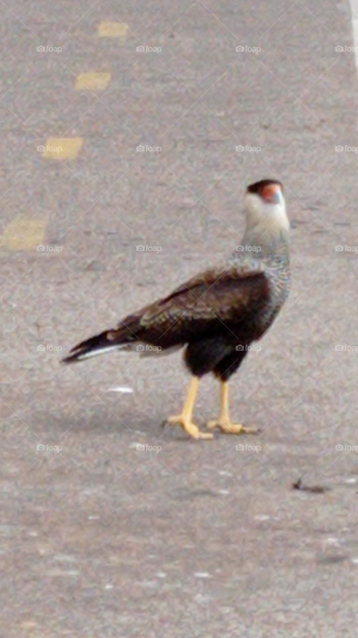 Carancho - Caracara