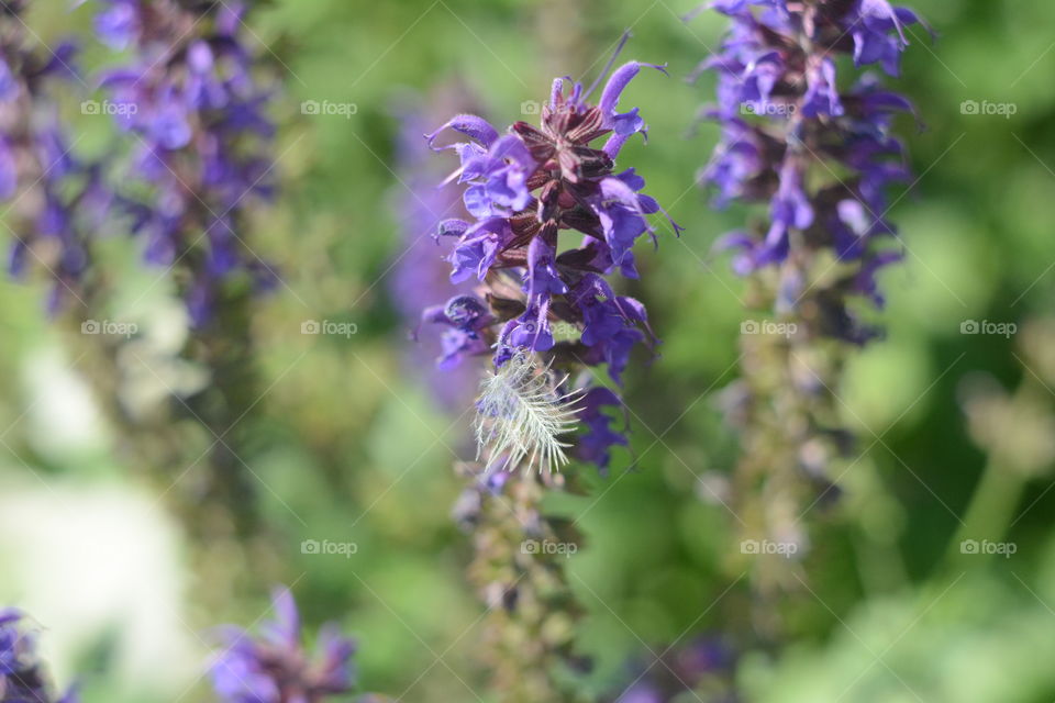 Flower, Nature, Flora, Garden, No Person