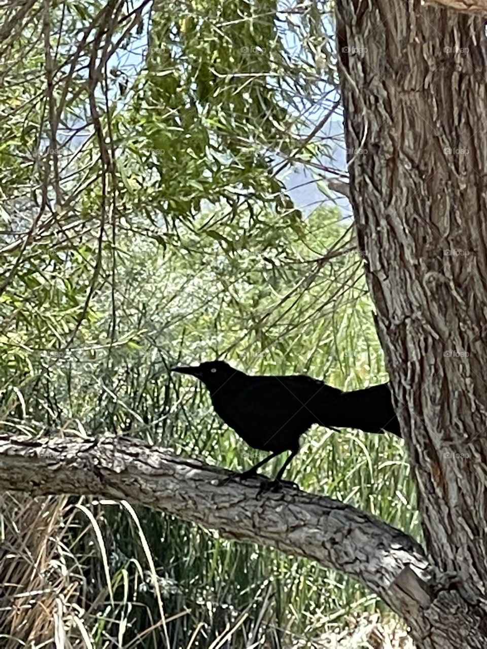 Raven beautiful bird 