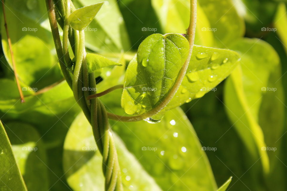 Green Vines With Heart Shaped Leaves