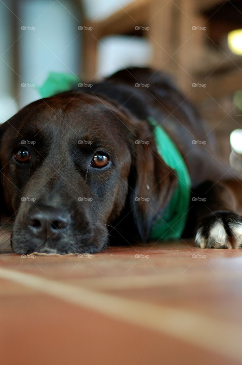 relaxing dog