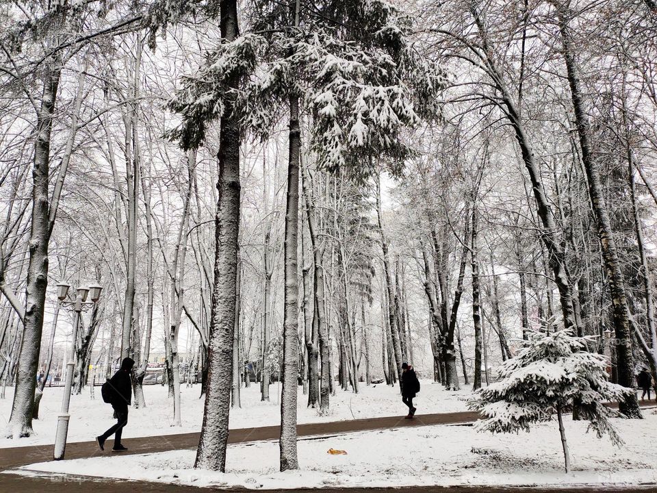 so thats how a magical white forest looks like ❄