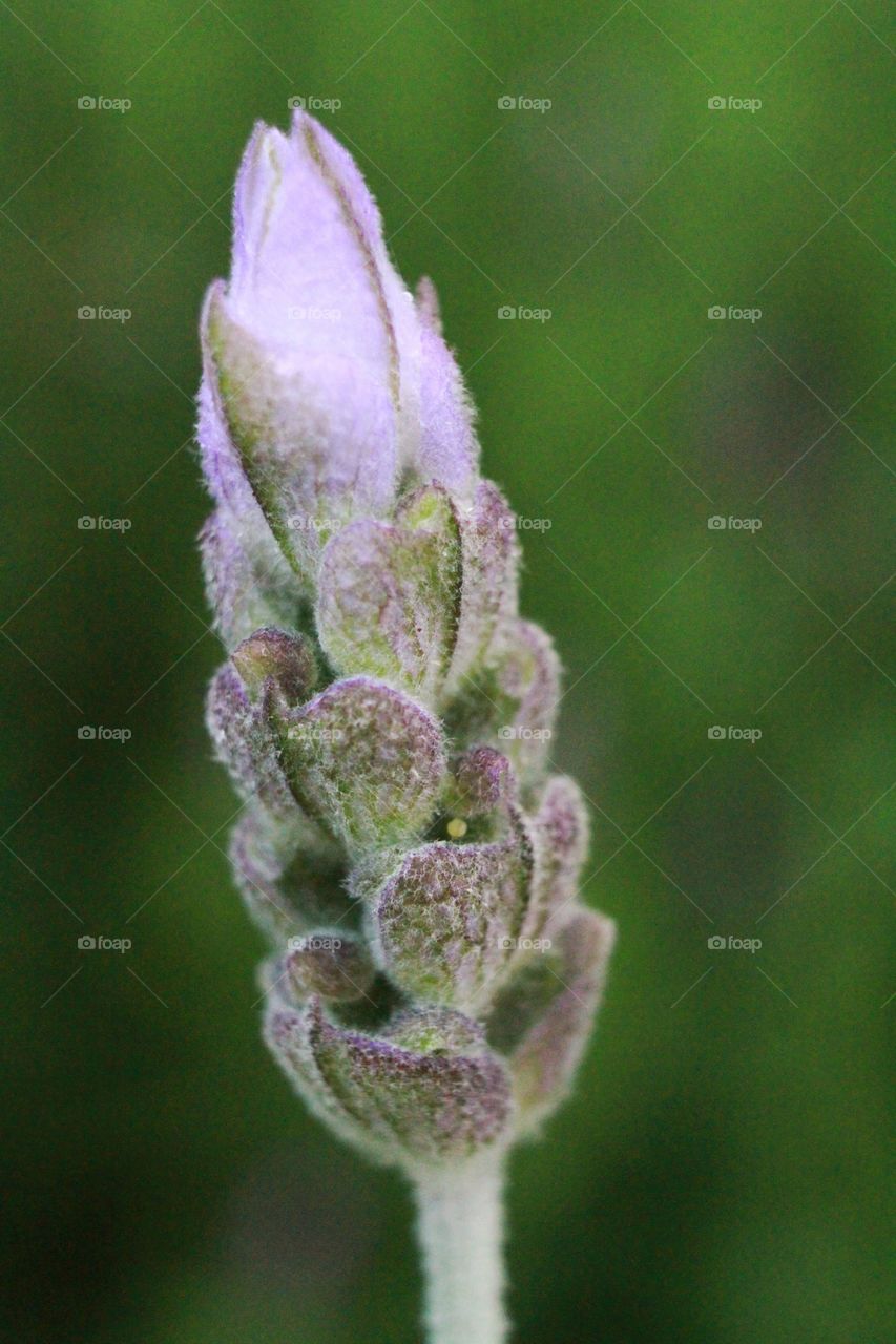 Lavendar close up