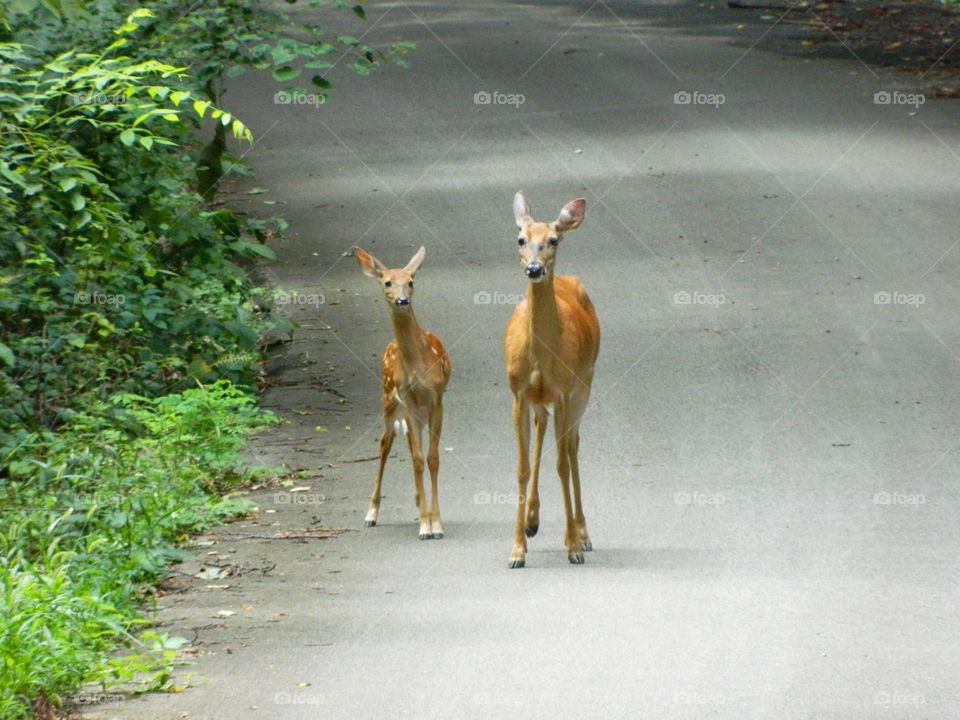 deer on the park road